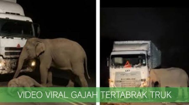 Kisah Haru Anak Gajah Tertabrak Truk, Aksi Sang Induk Tuai Simpati