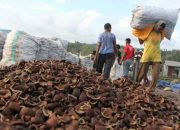 Petani Sulut Sejahtera, Harga Kopra Naik 200 Persen