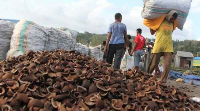 Petani Sulut Sejahtera, Harga Kopra Naik 200 Persen