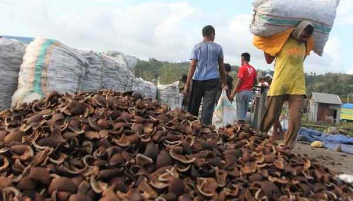 Petani Sulut Sejahtera, Harga Kopra Naik 200 Persen