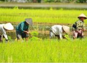 Bukan Pertambangan, Sektor Ini Penyumbang Terbesar PDRB Sulut