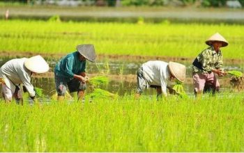 Sektor Pertanian Penyumbang Terbesar PDRB Sulut