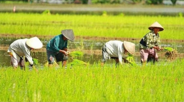 Bukan Pertambangan, Sektor Ini Penyumbang Terbesar PDRB Sulut