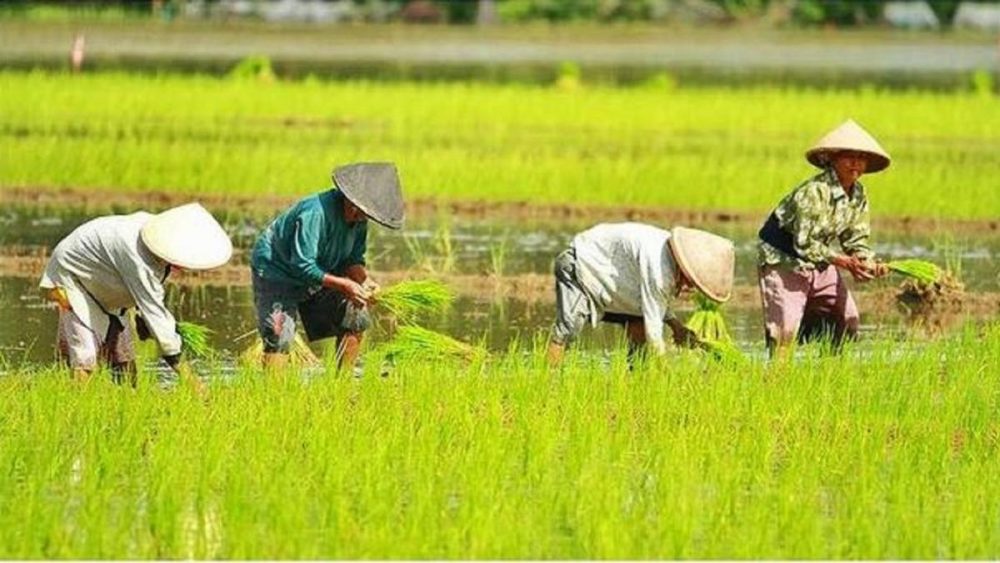 Sektor Pertanian Penyumbang Terbesar PDRB Sulut