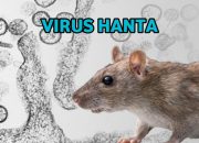 Kemenkes Temukan 8 Kasus Virus Hanta di Indonesia, Salah Satunya di Sulut