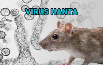 Virus Hanta