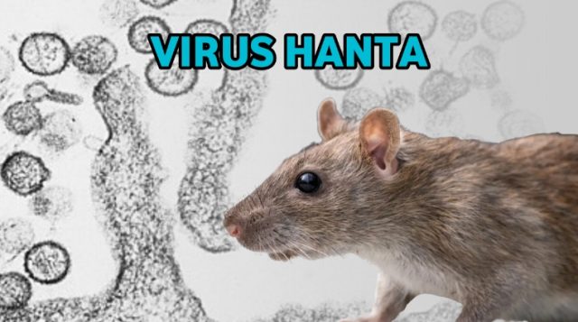 Waspada Hantavirus: Ancaman Tikus yang Bisa Fatal