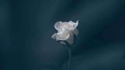 Ungkapan Hati Sarwendah Tan kepada Ayah Tercinta