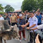 Gubernur Sulut Yulius Selvanus menyerahkan bantuan sapi kurban Idul Adha 2026. (Foto: Dok. Pemprov Sulut)