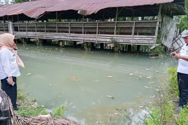 Petugas dan warga meninjau lokasi kolam budidaya di Poyowa Besar, Kotamobagu, yang terdampak pencemaran air Sungai Moayat. Diduga limbah pengolahan emas tanpa izin di hulu sungai menyebabkan kematian massal ikan milik warga.