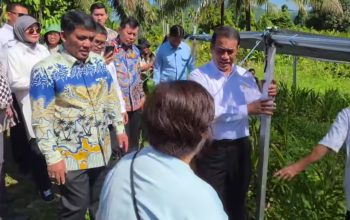 Menteri Pertanian Andi Amran Sulaiman (kanan, berbaju putih) dan Gubernur Sulawesi Utara Yulius Selvanus (kiri, berbaju batik kuning) saat meninjau lokasi pertanian di Manado, Sulawesi Utara. Kunjungan ini merupakan bagian dari koordinasi untuk merealisasikan penambahan alokasi bibit jagung seluas 15 ribu hektare di provinsi tersebut guna memperkuat swasembada pangan.