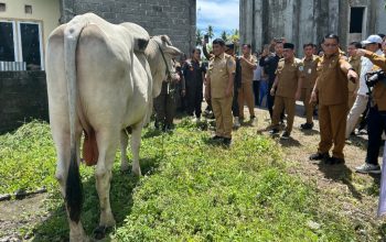 Gubernur Sulut Yulius Selvanus menyerahkan sapi kurban Presiden RI seberat 1 ton di Masjid Jannatul Firdaus, Bolmong.