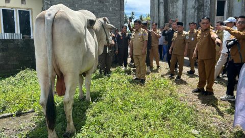 Gubernur Yulius Selvanus Serahkan Sapi Kurban Presiden Seberat 1 Ton di Bolmong
