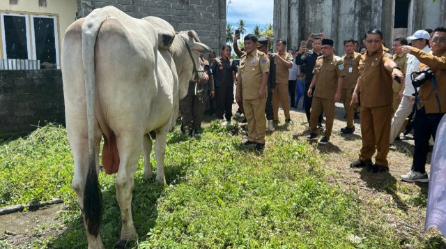 Gubernur Yulius Selvanus Serahkan Sapi Kurban Presiden Seberat 1 Ton di Bolmong