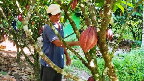 Hajan Paputungan merawat pohon kakao varietas unggul di kebunnya, Desa Matali Baru. Foto: Ist
