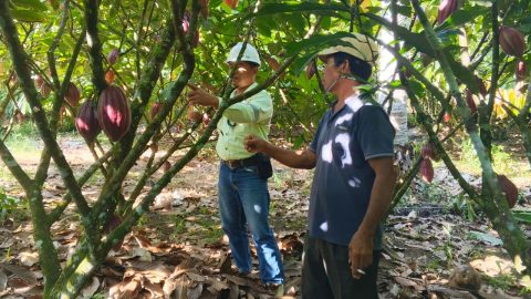 Hajan Paputungan bersama tim CSR PT JRBM meninjau kebun kakao varietas unggul di Desa Matali Baru, Bolmong. Foto: Ist