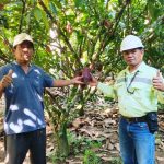 Hajan Paputungan menunjukkan buah kakao hasil varietas unggul di kebunnya di Desa Matali Baru, Bolmong. Foto: Ist