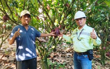 Hajan Paputungan menunjukkan buah kakao hasil varietas unggul di kebunnya di Desa Matali Baru, Bolmong. Foto: Ist