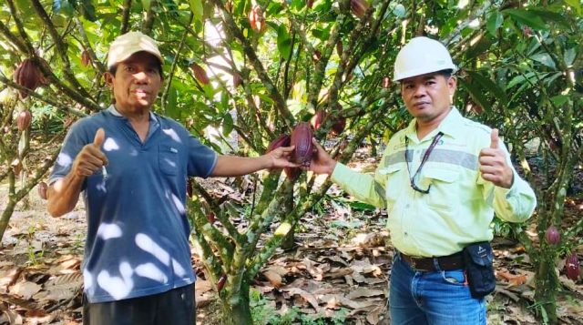 Lebih Berkilau dari Logam Mulia: Cerita Hajan Paputungan Sulap Kakao Jadi ‘Emas Hijau’ di Bolmong