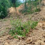 Lokasi dugaan aktivitas Pertambangan Emas Tanpa Izin (PETI) di kawasan Perkebunan Kayu Manis, Desa Bai, Kecamatan Nuangan