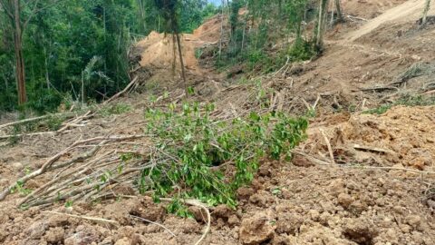 Kapolres Boltim: Aktivitas PETI di Desa Bai Ditutup 9 Lokasi dugaan aktivitas Pertambangan Emas Tanpa Izin (PETI) di kawasan Perkebunan Kayu Manis, Desa Bai, Kecamatan Nuangan