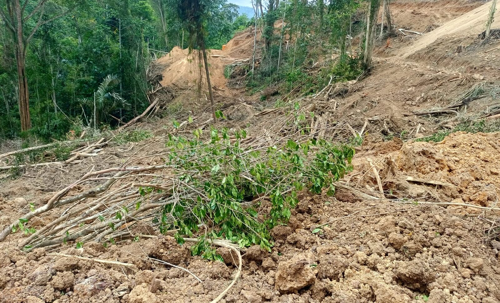 Lokasi dugaan aktivitas Pertambangan Emas Tanpa Izin (PETI) di kawasan Perkebunan Kayu Manis, Desa Bai, Kecamatan Nuangan